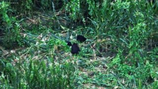 ツキノワグマパトロール