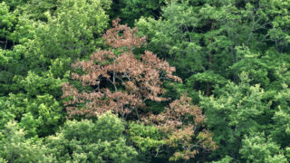 ナラ枯れ調査実験